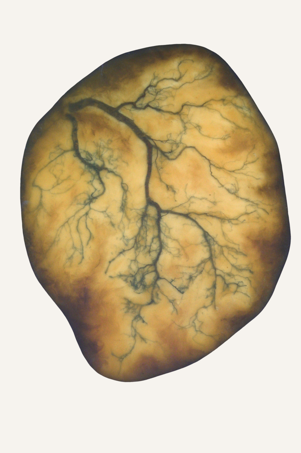 Structures of Life-Rootflow Vanessa Jongebloet