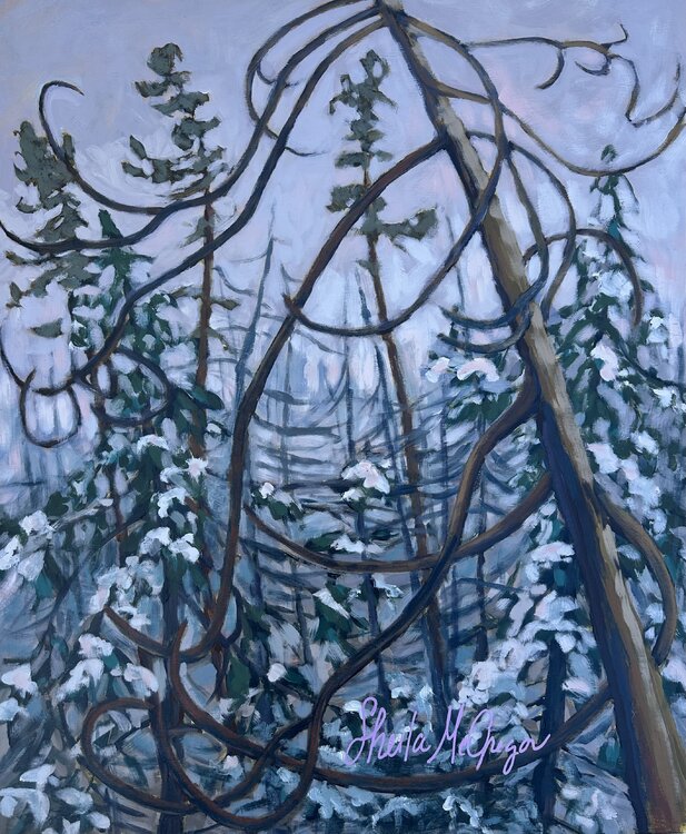 Old Winter Jack Pine Sheila McGregor