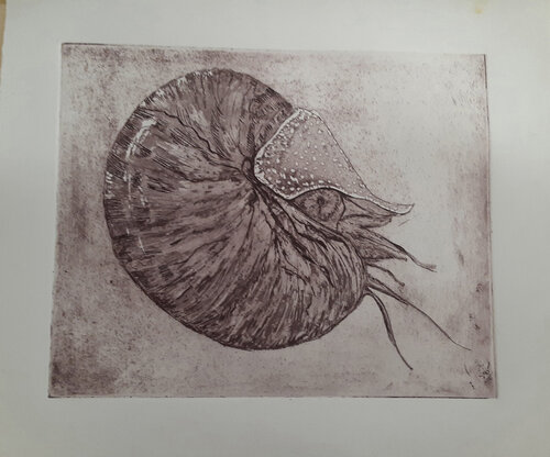 Pearly Nautilus de Bonnie MAXEY, Impresión a la venta en Singulart