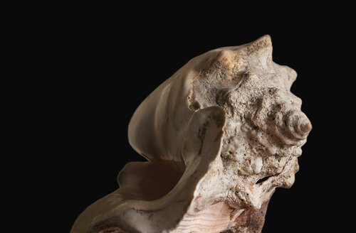 Shell Talk - no.1 Black van Damian Ebejer, Fotografie te koop op Singulart