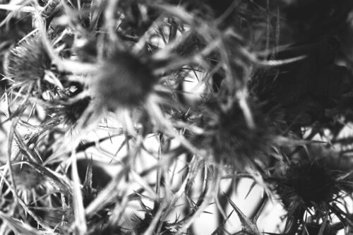 Thorn Haze - no.1 Pale di Damian Ebejer, Fotografia in vendita su Singulart