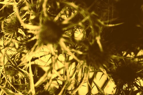 Thorn Haze - no.2 Gold di Damian Ebejer, Fotografia in vendita su Singulart