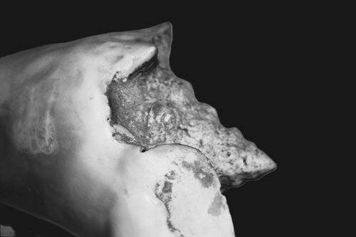 Silent Creature 2 von Damian Ebejer, Fotografie kaufen auf Singulart