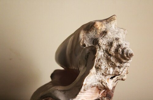 Shell Talk - no.2 Natural van Damian Ebejer, Fotografie te koop op Singulart