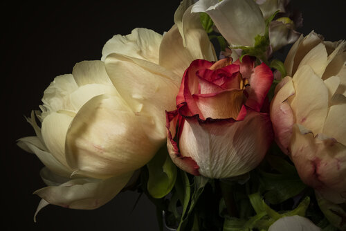 Peonie e rose di Sabrina Giliberti Stea, Fotografia in vendita su Singulart