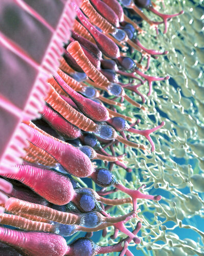 Microscopic Worlds-2 de Craig Zuckerman, Digital a la venta en Singulart