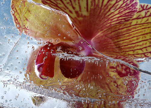 Orchidee in Eis | von Diana Weil, Fotografie kaufen auf Singulart