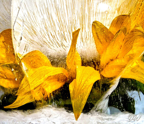 Sonnenblume in Eis von Diana Weil, Fotografie kaufen auf Singulart