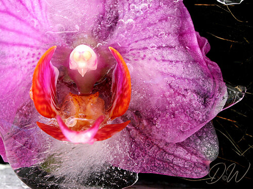 Orchidee in Eis Diana Weil