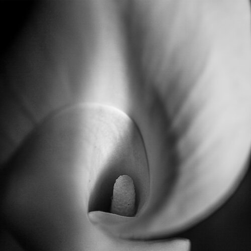 ΞVΔ di Jawara Shelton, Fotografia in vendita su Singulart