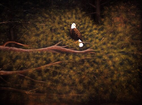 The Eagle Has Landed van Charles Hill, Schilderij te koop op Singulart