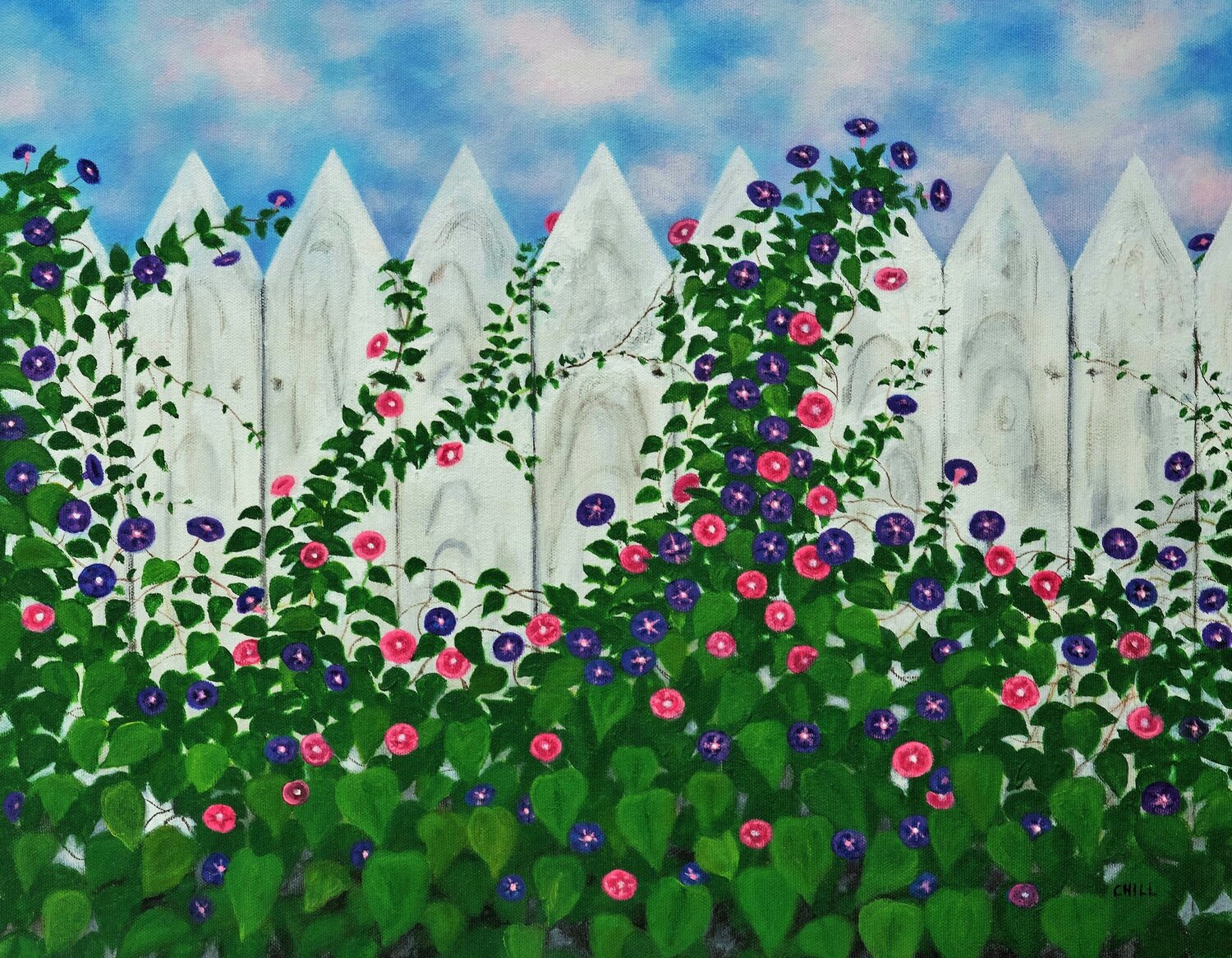 Morning Glory Charles Hill
