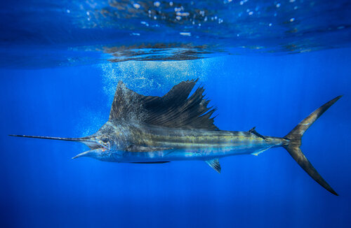 Sail Broadside von kevin dodge, Fotografie kaufen auf Singulart