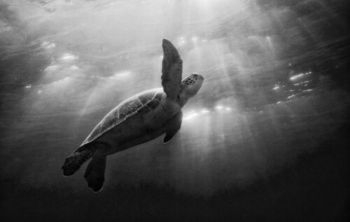 Turtle Sky von kevin dodge, Fotografie kaufen auf Singulart