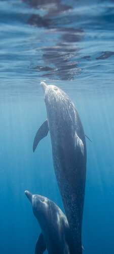 Porpoise Peek von kevin dodge, Fotografie kaufen auf Singulart