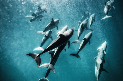 Ocean Family von kevin dodge, Fotografie kaufen auf Singulart