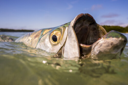 Big Mouth von kevin dodge, Fotografie kaufen auf Singulart