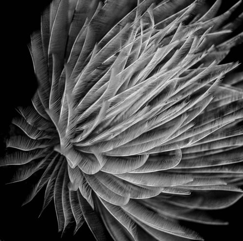 The Silent Bloom von Elmar Laubender, Fotografie kaufen auf Singulart
