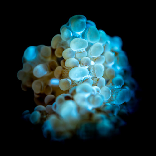 Ocean Constellation von Elmar Laubender, Fotografie kaufen auf Singulart