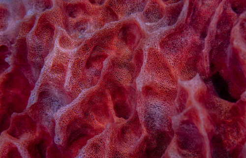 Velvet Porosity von Elmar Laubender, Fotografie kaufen auf Singulart