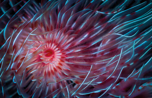 Ocean Blossom von Elmar Laubender, Fotografie kaufen auf Singulart