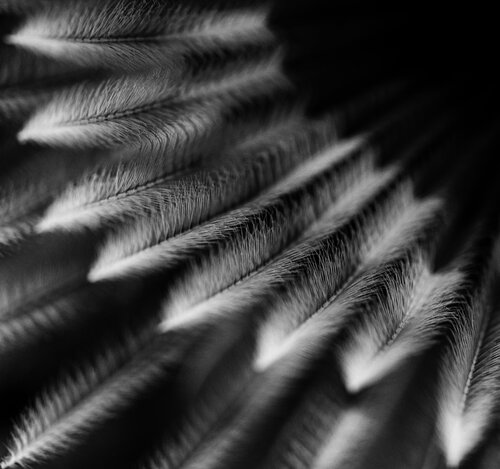 Whispered Lines von Elmar Laubender, Fotografie kaufen auf Singulart