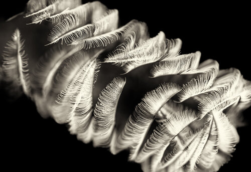 Closed Bloom by Elmar Laubender, 사진 for Sale on Singulart