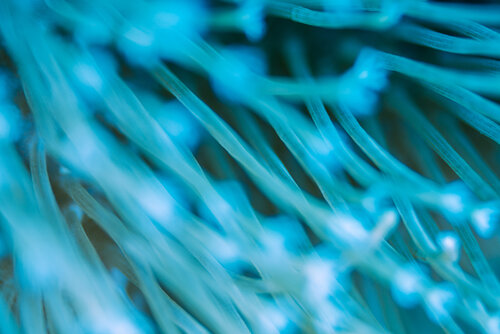 Turquoise Whisper von Elmar Laubender, Fotografie kaufen auf Singulart