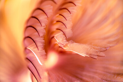 Ocean Fire 2 von Elmar Laubender, Fotografie kaufen auf Singulart