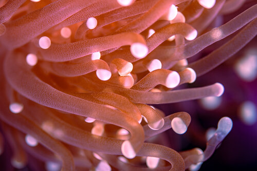 Velvet Tentacles von Elmar Laubender, Fotografie kaufen auf Singulart