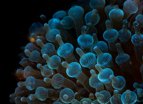 “Blue Pulse" von Elmar Laubender, Fotografie kaufen auf Singulart