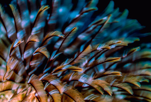 “Plumes in Blue” von Elmar Laubender, Fotografie kaufen auf Singulart