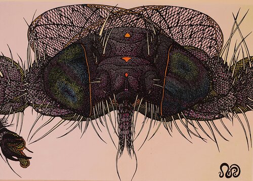 Moosefly von Neil Holmes, Zeichnungen kaufen auf Singulart