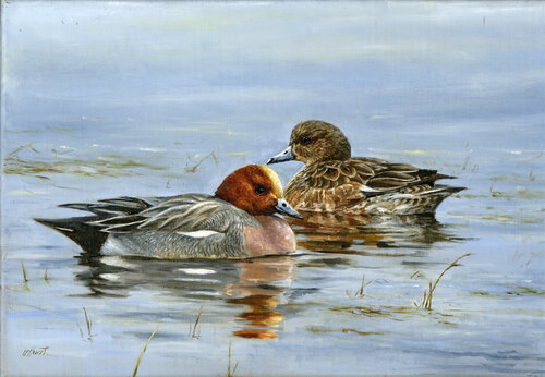Wigeon ducks, European wigeon pair van Una Hurst, Schilderij te koop op Singulart
