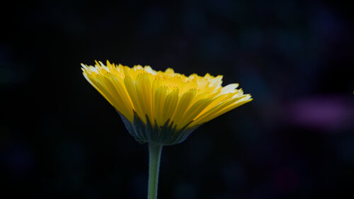 Blume im Licht by Karsten Leineke, Photography for Sale on Singulart