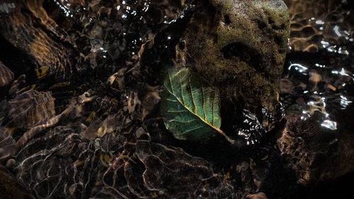 Blatt im Bache by Karsten Leineke, Photography for Sale on Singulart