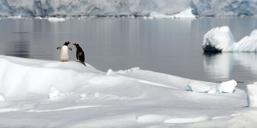 Manchots Papou, à la dérive. (Péninsule Antarctique) 2024. von Jean-Pierre ROUSSOULIERES, Fotografie kaufen auf Singulart