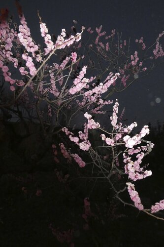 sakura pop von Nadine Loretan, Fotografie kaufen auf Singulart