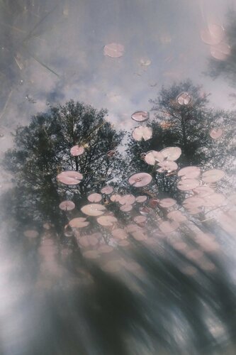 Water Lily Sky by Nadine Loretan, Photography for Sale on Singulart