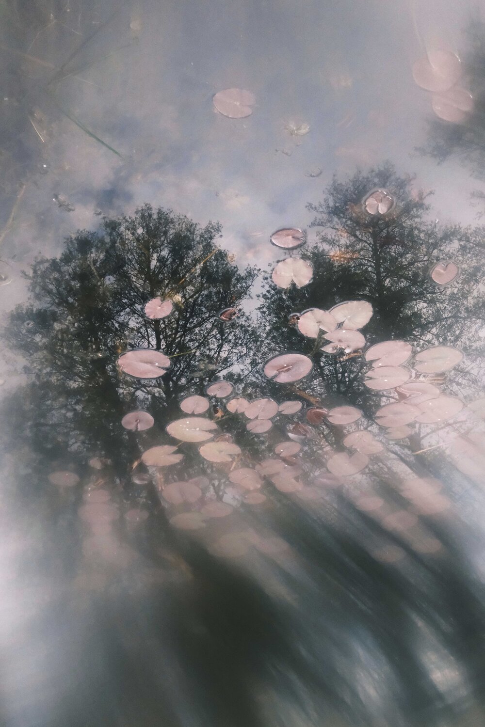 Water Lily Sky Nadine Loretan
