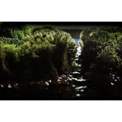 Rio Amazonas von Renato Gosling, Fotografie kaufen auf Singulart