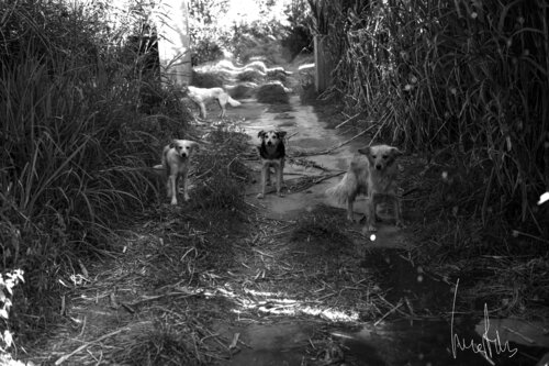 ¡¡Pieza exclusiva!! - La manada huérfana del camino di Raul Martin, Fotografia in vendita su Singulart