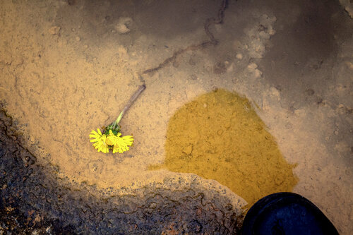 Poesía de una flor en la mina de Guaranda von Raul Martin, Fotografie kaufen auf Singulart