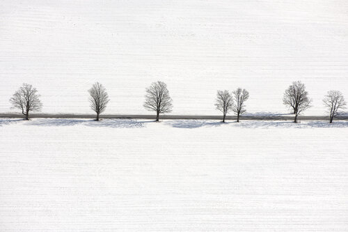 Winter Tree Line and Road - near Cortland, NY par John Griebsch, Photographie en vente sur Singulart