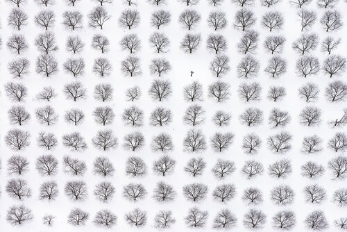 Orderly Orchard near Joy, New York von John Griebsch, Fotografie kaufen auf Singulart
