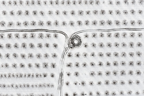 Orchard and Truck Track II - near Sodus, New York van John Griebsch, Fotografie te koop op Singulart