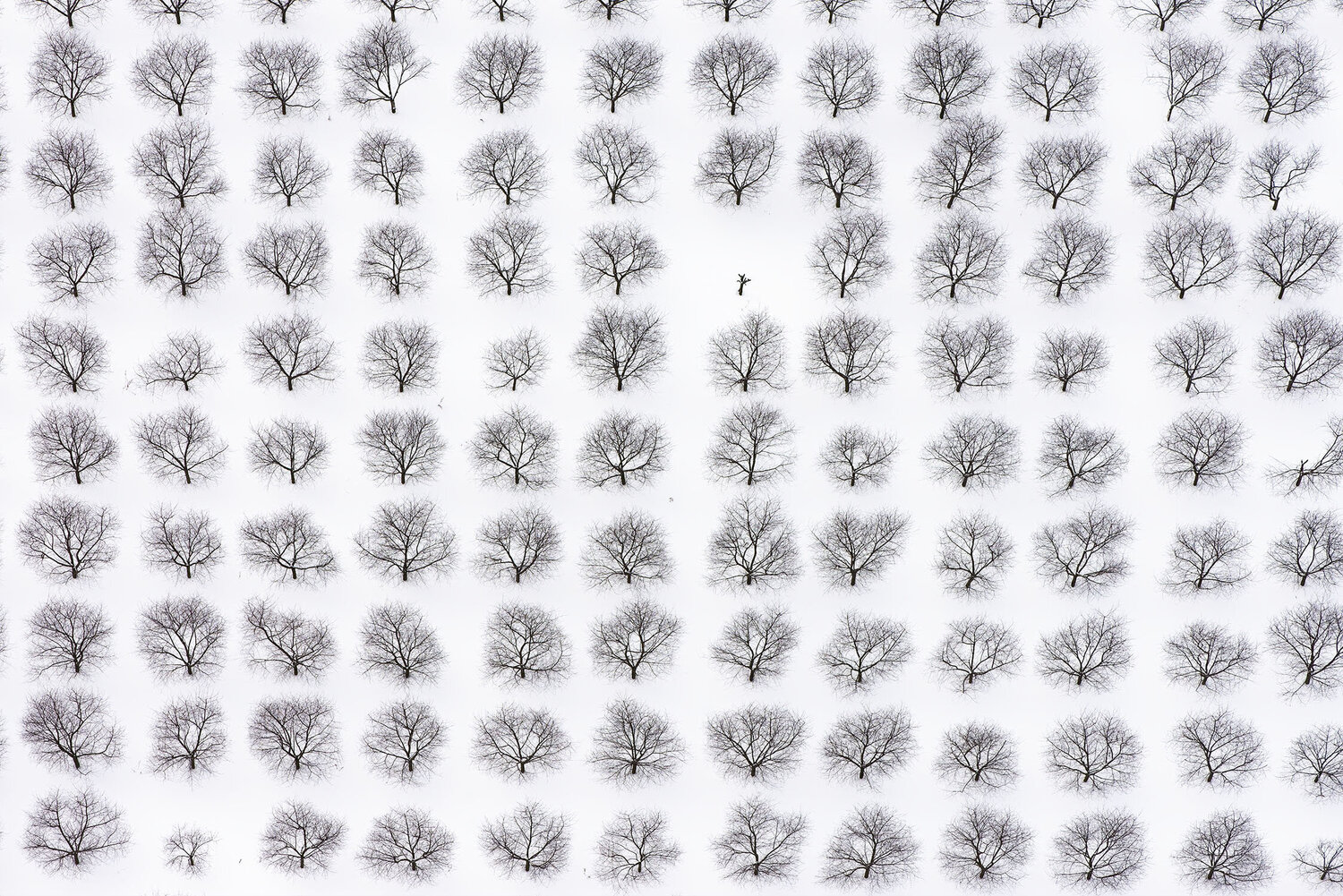 Orderly Orchard near Joy, New York John Griebsch Fotografie zu verkaufen