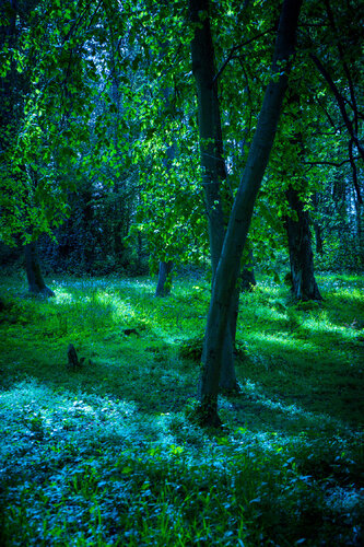 Where Magic Dwells by Isa Vanbelli, 사진 for Sale on Singulart