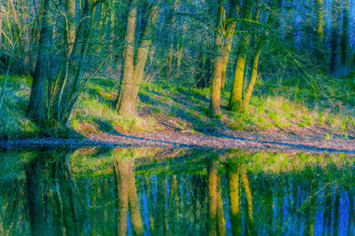 Forest Reflection by Isa Vanbelli, 사진 for Sale on Singulart