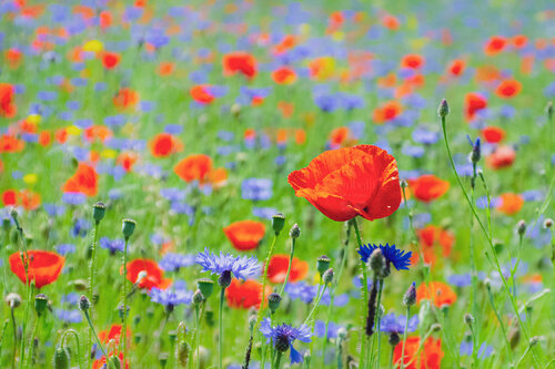 Meadow Symphony by Isa Vanbelli, 사진 for Sale on Singulart